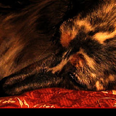 photo "Caravaggio's pets"