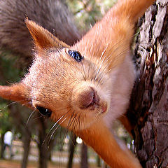 photo "Squirrel"