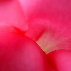 photo "Pink Passion"