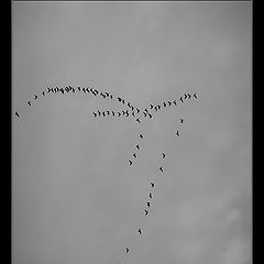 photo "Alive Line Dotted. Bird's Profile"