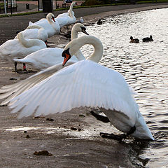 photo "Prima Dancer in Swan Lake"