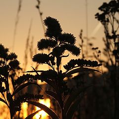 фото "Herbs"