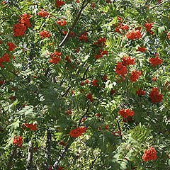 photo "Mountain ash"