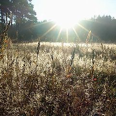 photo "Fall morning"