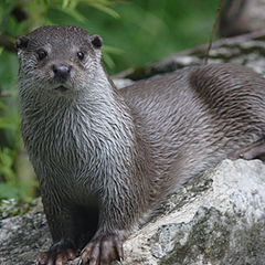 фото "OTTER (Lutra lutra) #3"