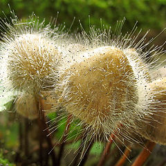 photo "ready to winter"