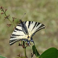 фото "butterfly"