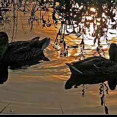 photo "Ducks"