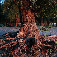 photo "Losing my roots"