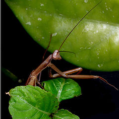 photo "Praying mantis"