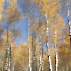 photo "Autumn in Canada"