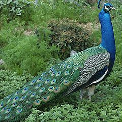 photo "Mr. Peacock"