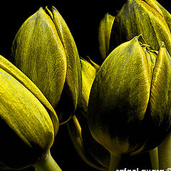 photo "tulipd"