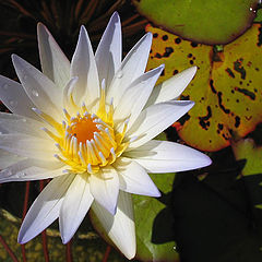 photo "Water lily"