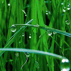 photo "The worlds of dew 2"