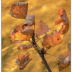 photo "Red currant"