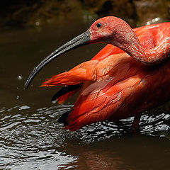 photo "Scarlet Ibis"