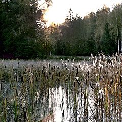 photo "Wood, bog, canes..."