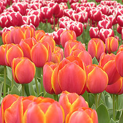 photo "Tulips - Floriade 2005"