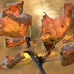 photo "Red currant v.2"