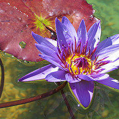 photo "Water lily*"