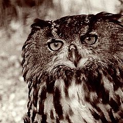 photo "The Owl"