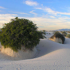 фото "Gypsum Root Column at White Sands"