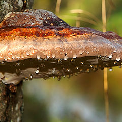 photo "Tears of autumn"