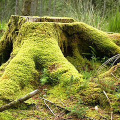 фото "Mossy stump"