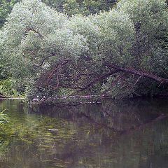 photo "Calm river"