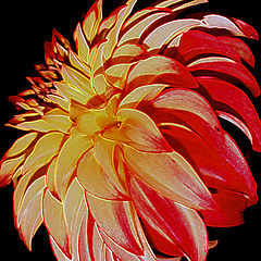 фото "Fire Bird"