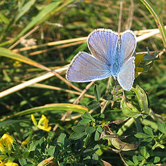 photo "butterfly"