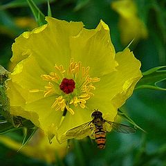 photo "little bee"