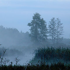 photo "Foggy morning"