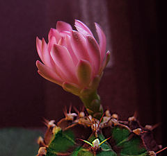 photo "Portrait in an interior."