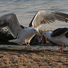 photo "Give it back!!!"