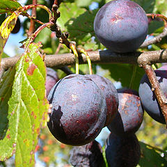 photo "Plums"