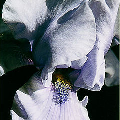 photo "Blue iris"