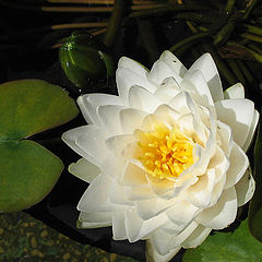 photo "Water lily**"