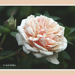 фото "Romantic rose"