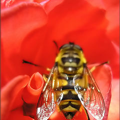 photo "taking flight"