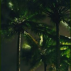 photo "coconut trees"