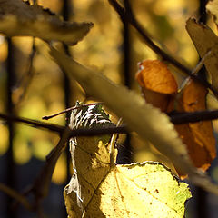 photo "Autumn small lamp"