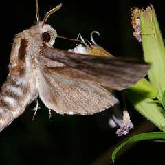 photo "Hawkmoth II"