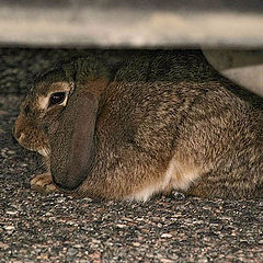 photo "Under car"