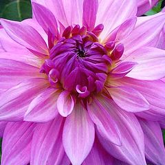 photo "Dahlia"