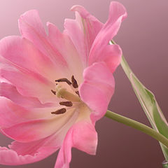 photo "pink flower"