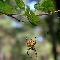 фото "spider"