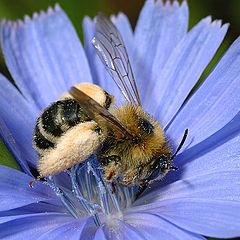 photo "A bee collects pollen"