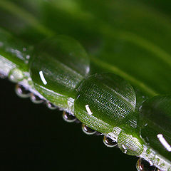 photo "dew"